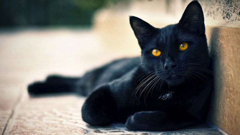 Black Cat Lying Down — Calm, Afternoon, Photograph, Wall