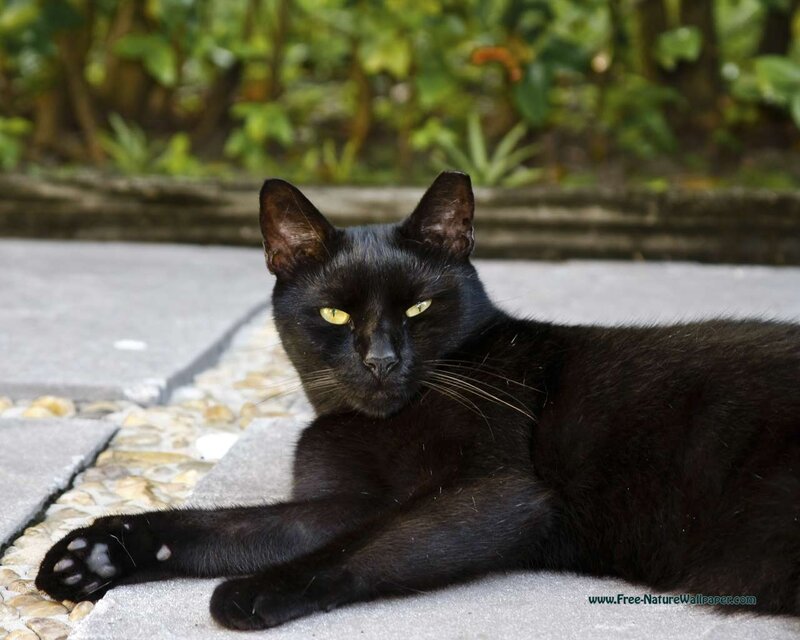 Black Cat Lying Down — Calm, Afternoon