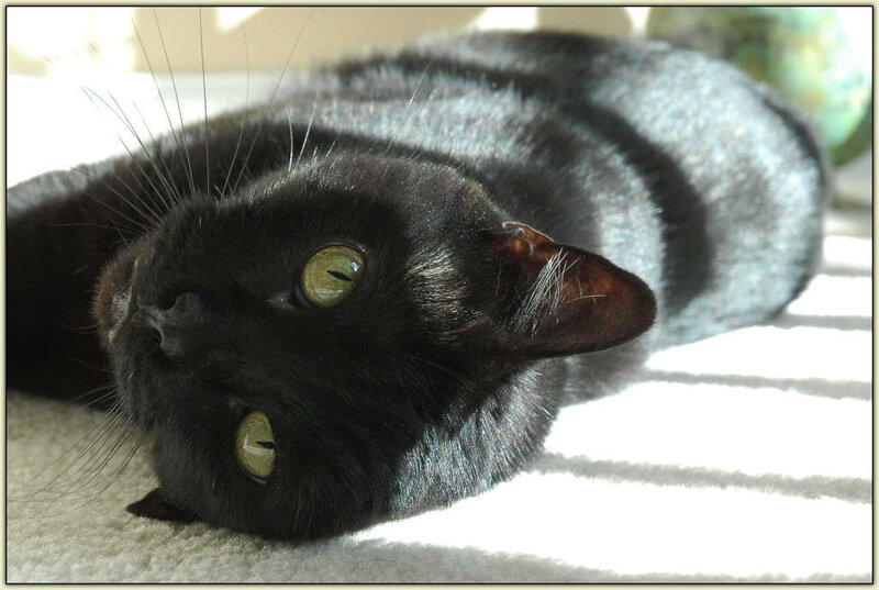 Black Cat Lying Down — Calm, Morning