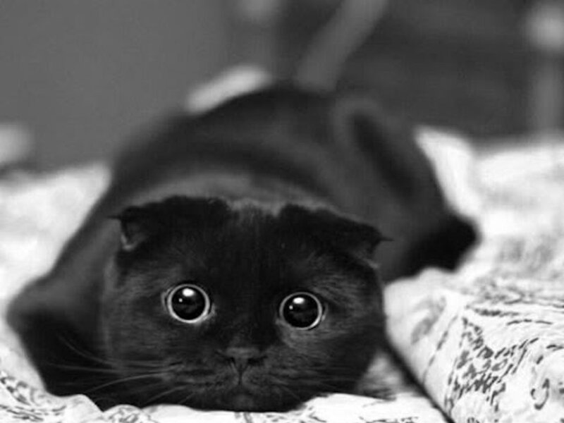 Black Cat Lying Down — Calm, Photograph, Bed, Patterned Blanket