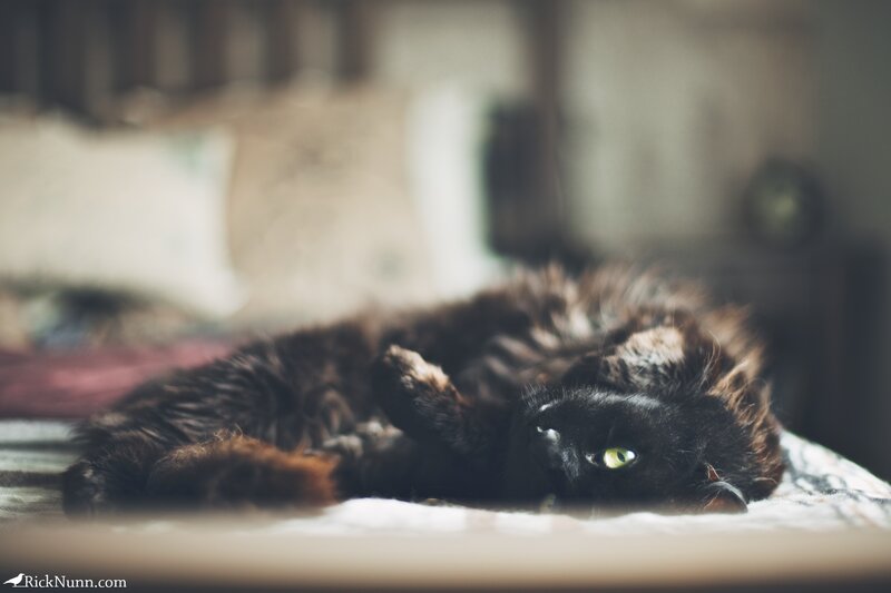 Black Cat Lying Down — Calm, Photograph, Bed