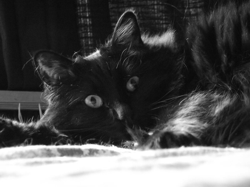 Black Cat Lying Down — Calm, Photograph, Blanket, Curtain