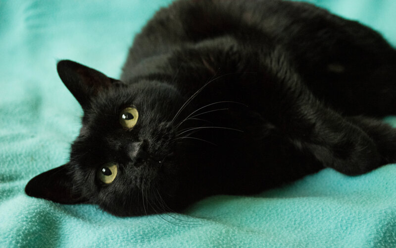 Black Cat Lying Down — Calm, Photograph, Blanket
