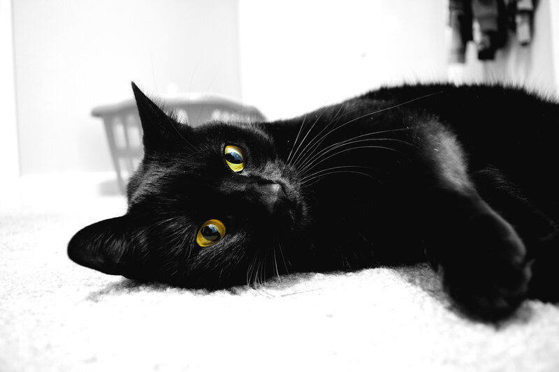 Black Cat Lying Down — Calm, Photograph, Carpet, Eyes