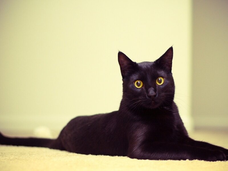 Black Cat Lying Down — Calm, Photograph, Carpet
