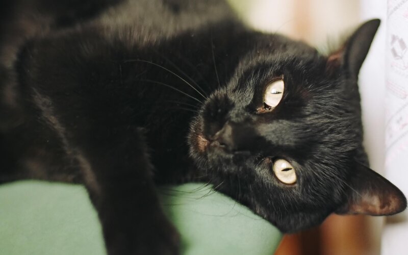 Black Cat Lying Down — Calm, Photograph, Green Surface, Wall