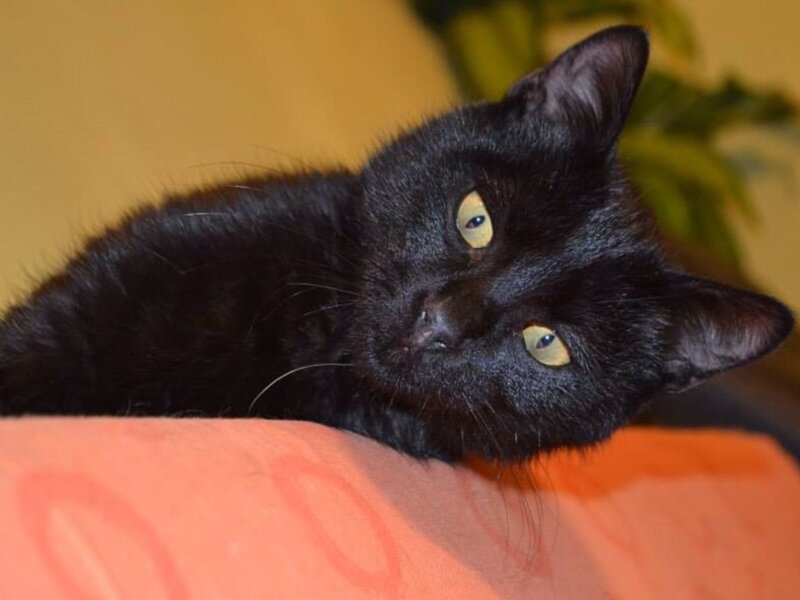 Black Cat Lying Down — Calm, Photograph, Orange Surface