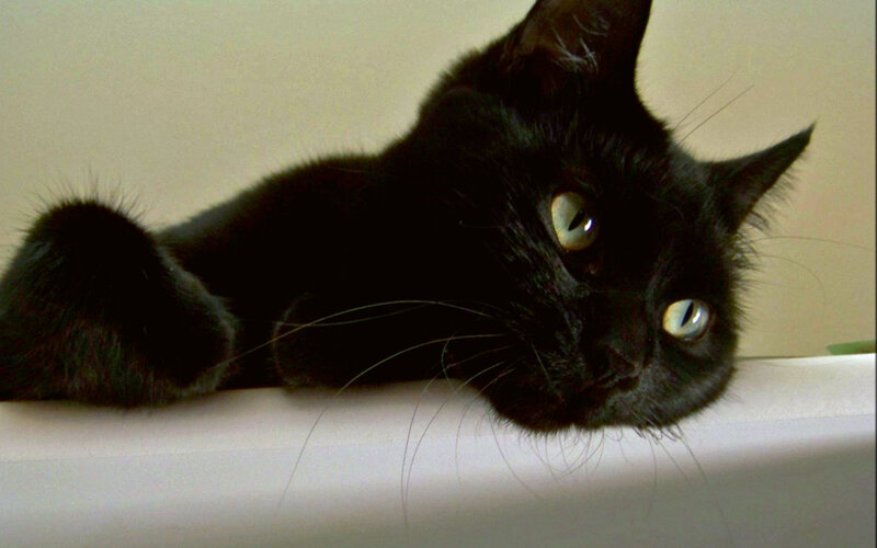 Black Cat Lying Down — Calm, Photograph