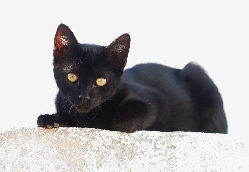 Black Cat Lying Down — Calm, Photograph, Wall