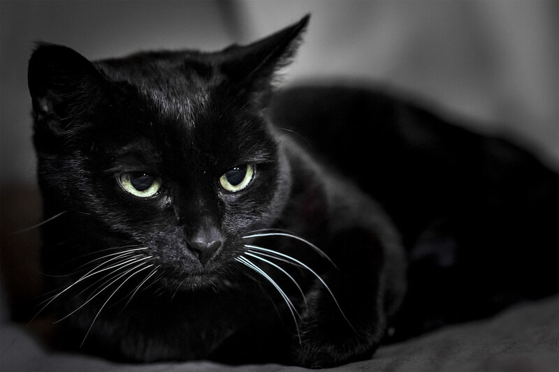 Black Cat Lying Down — Calm, Photograph, Whiskers, Eyes, Bed