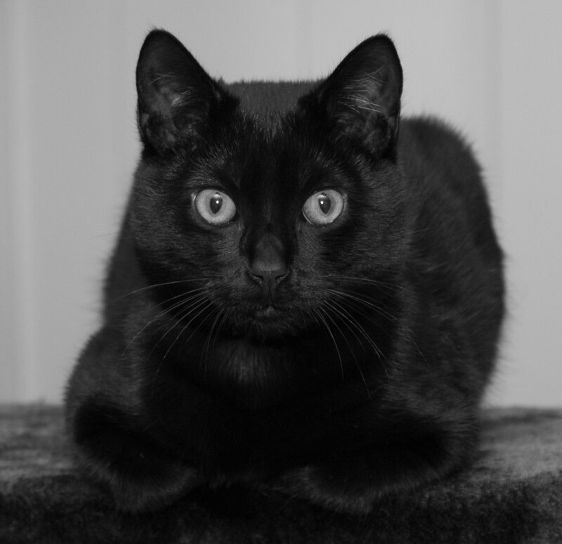 Black Cat Lying Down — Calm, Photograph, Whiskers, Eyes