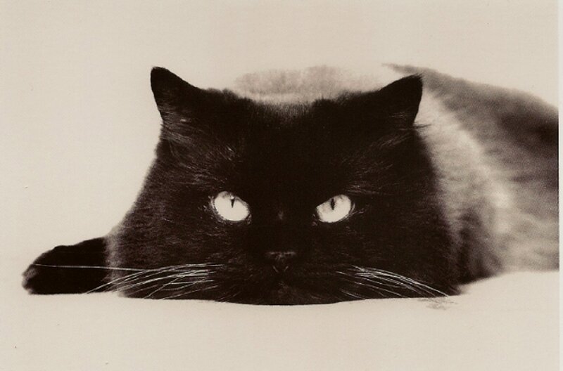 Black Cat Lying Down — Calm, Photograph, Whiskers, Eyes, White Surface