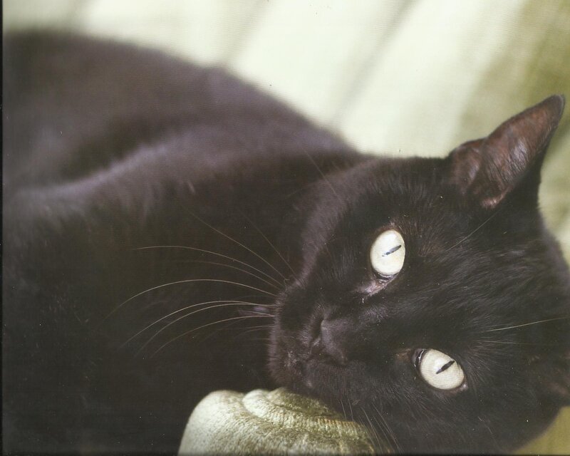 Black Cat Lying Down — Calm, Photograph, Whiskers, Pillow
