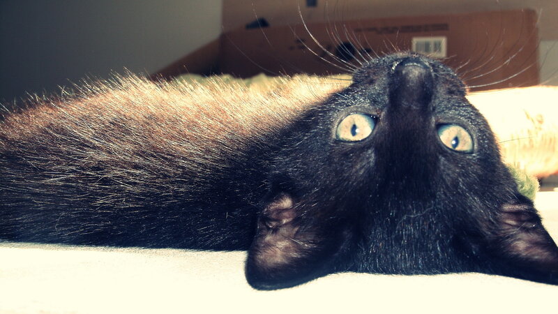 Black Cat Lying Down — Calm, Photograph, Whiskers