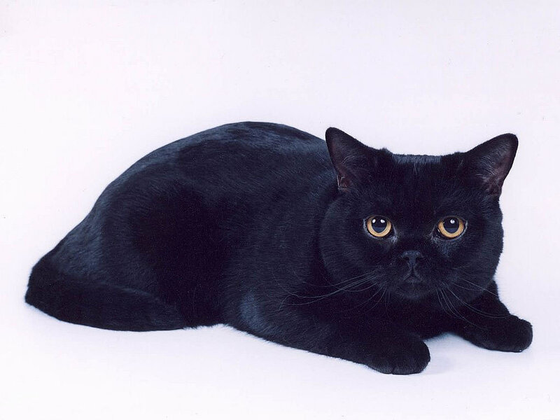 Black Cat Lying Down — Calm, Photograph, White Background