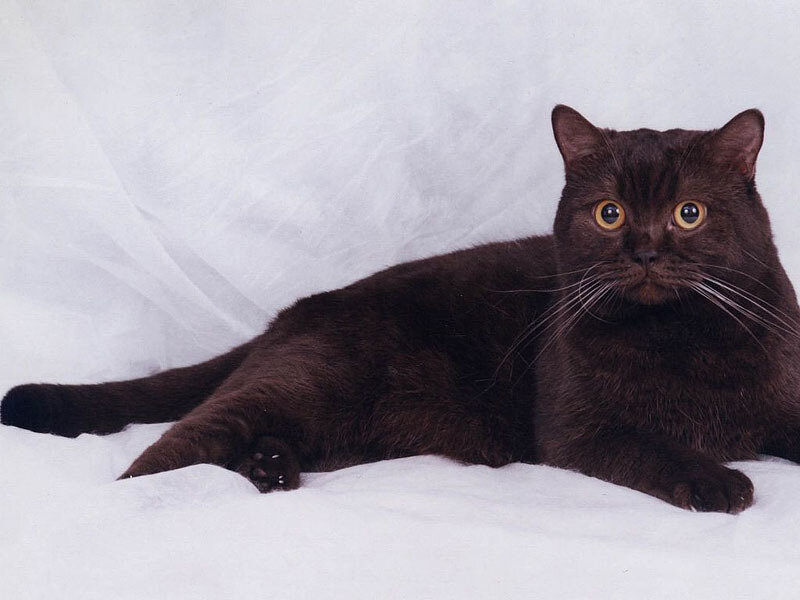 Black Cat Lying Down — Calm, Photograph, White Background, Whiskers