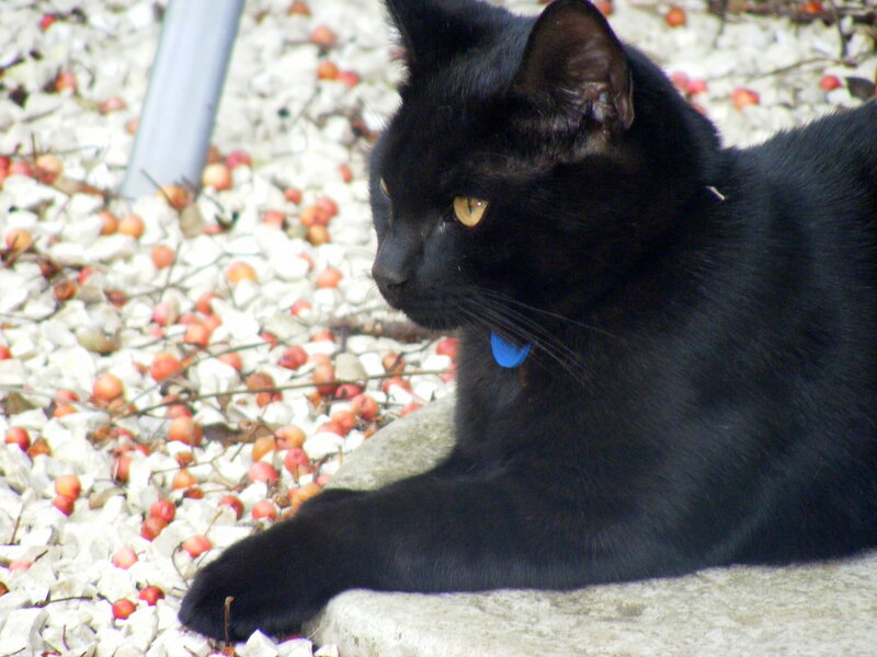 Black Cat Lying Down — Calm