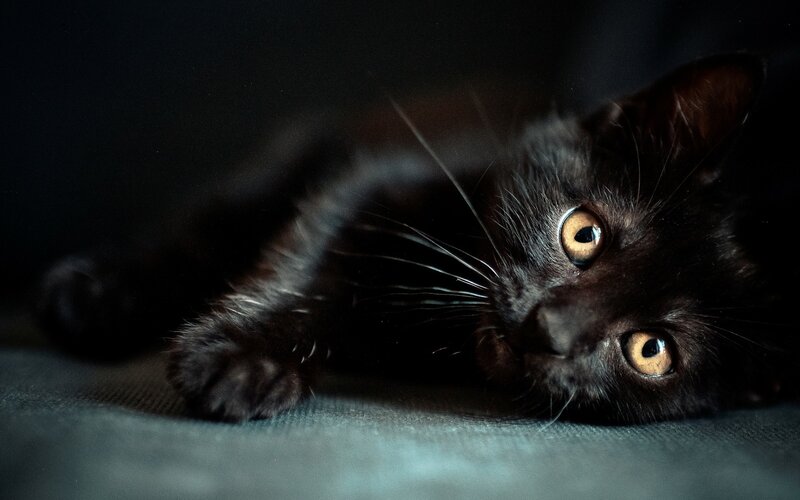 Black Cat Lying Down — Dramatic, Night