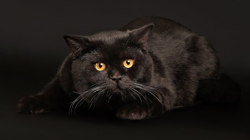 Black Cat Lying Down — Dramatic, Photograph, Eyes
