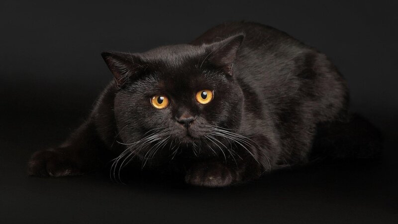 Black Cat Lying Down — Dramatic, Photograph, Eyes, Whiskers