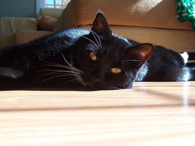 Black Cat Lying Down — Relaxed