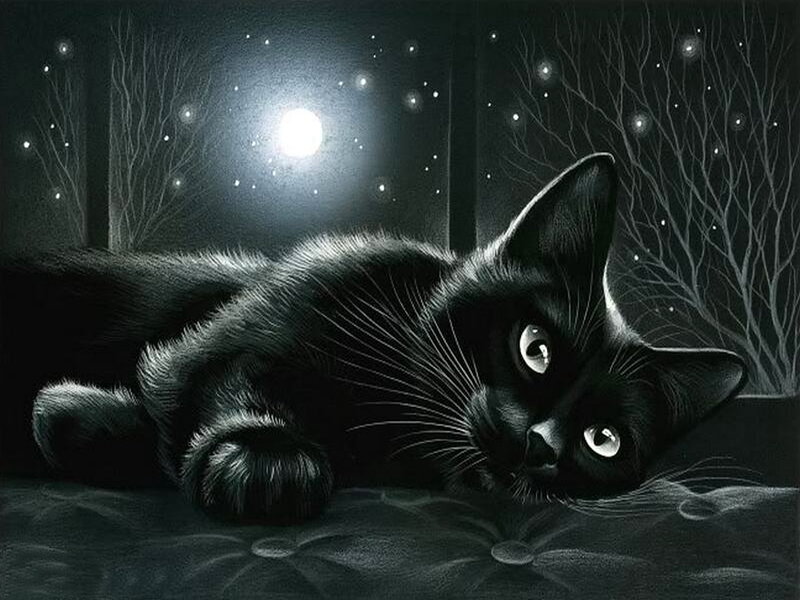 Black Cat Lying Down — Serene, Night
