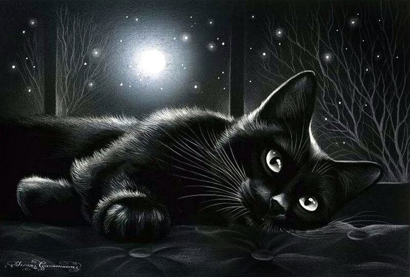 Black Cat Lying Down — Serene