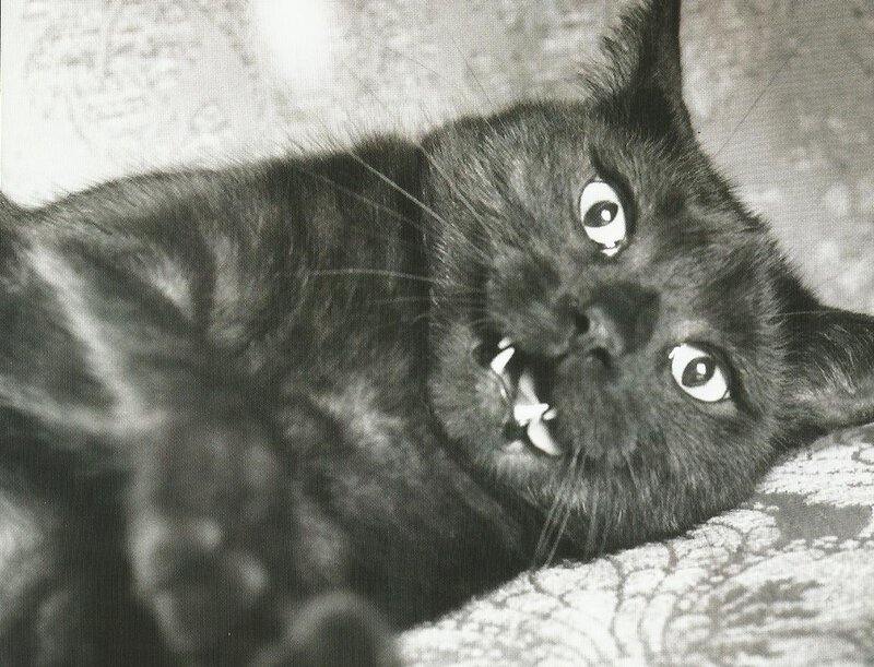 Black Cat Lying Down — Startled