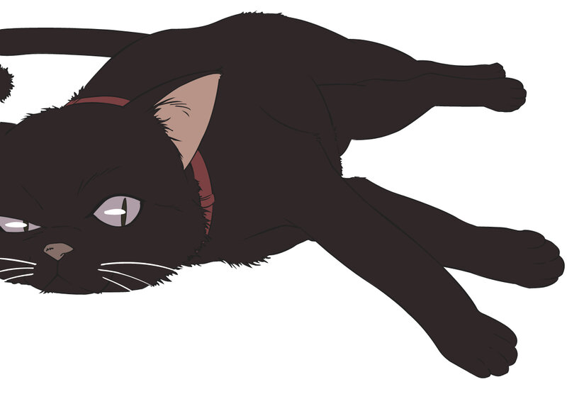 black cat lying down