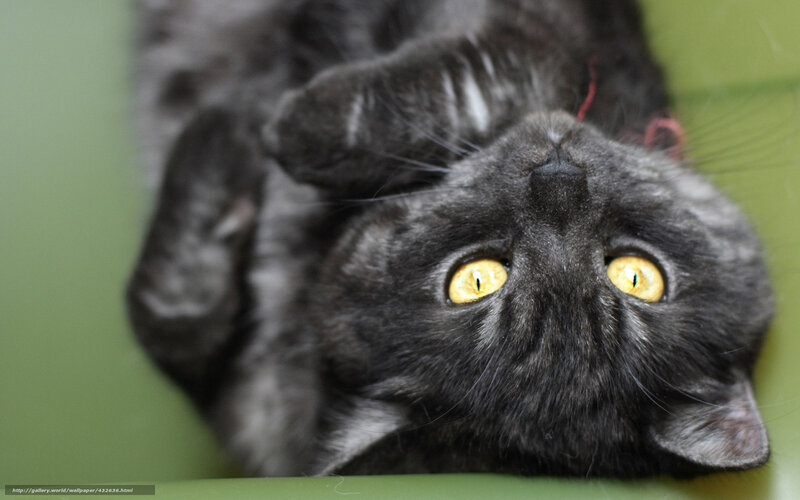 Black Cat Lying on Back — Gray