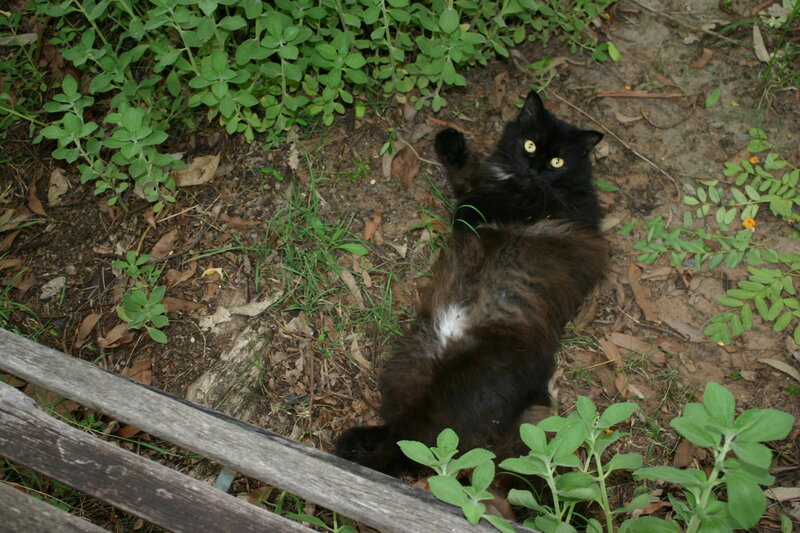 Black Cat Lying on Back