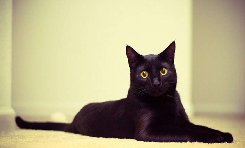 Black Cat Lying on Carpet