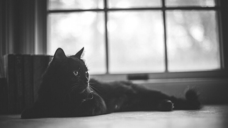 Black Cat Lying on Floor — Calm, Photograph