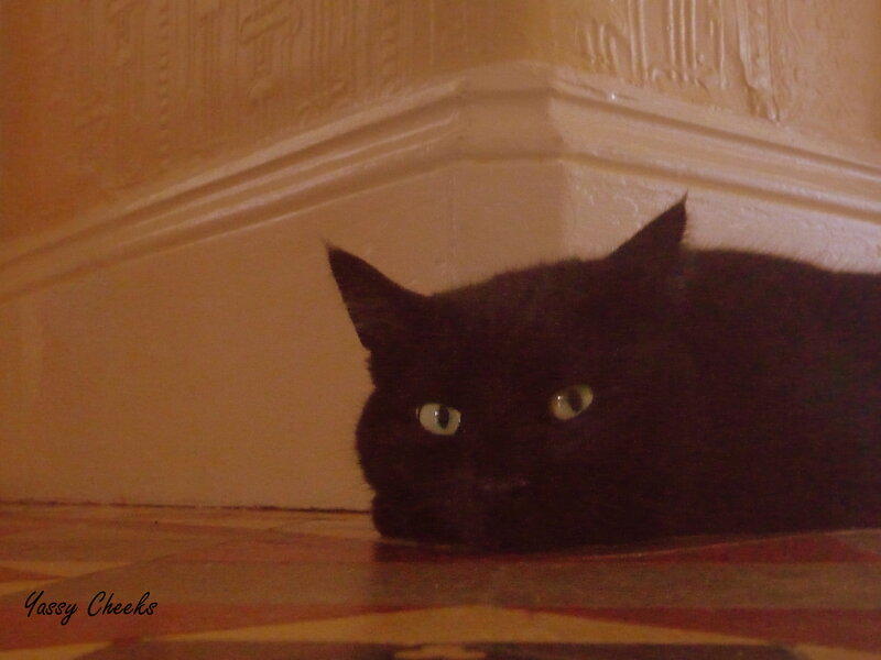 Black Cat Lying on Floor — Calm