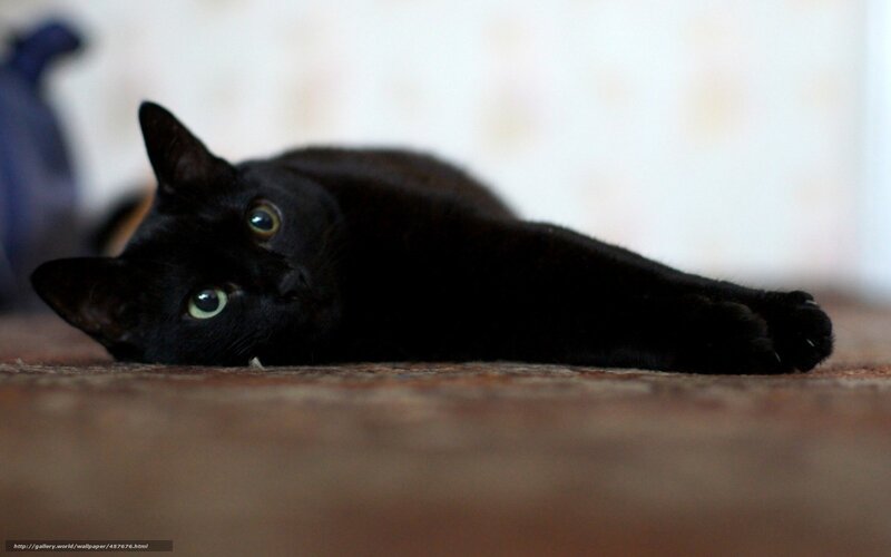 black cat lying on floor