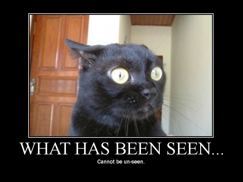 black cat meme