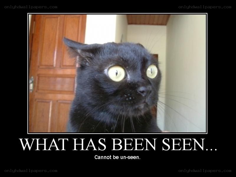 black cat meme