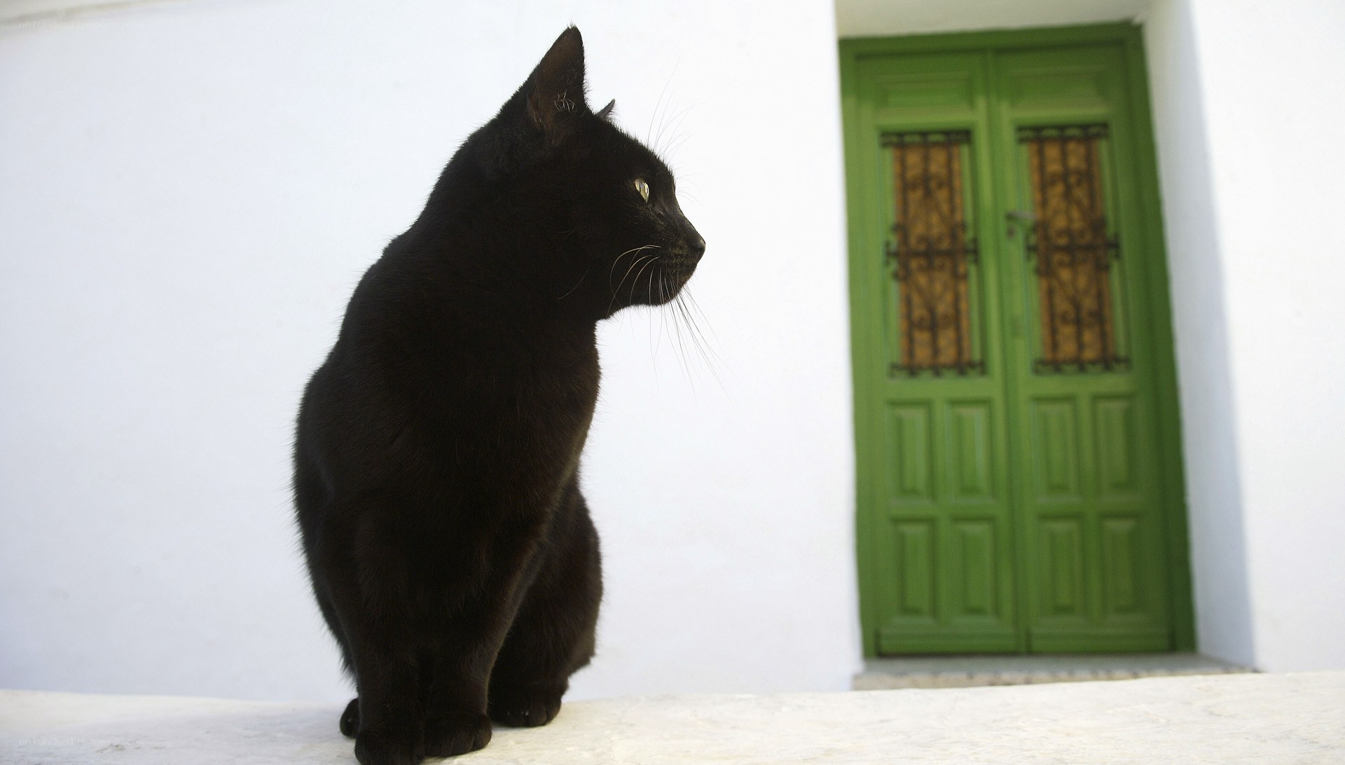 black cat near green door
