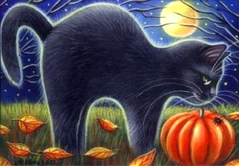 Black Cat Near Pumpkin — Mysterious