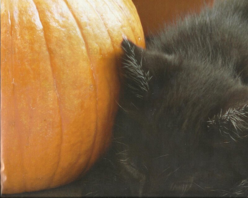 Black Cat Next to Pumpkin — Orange