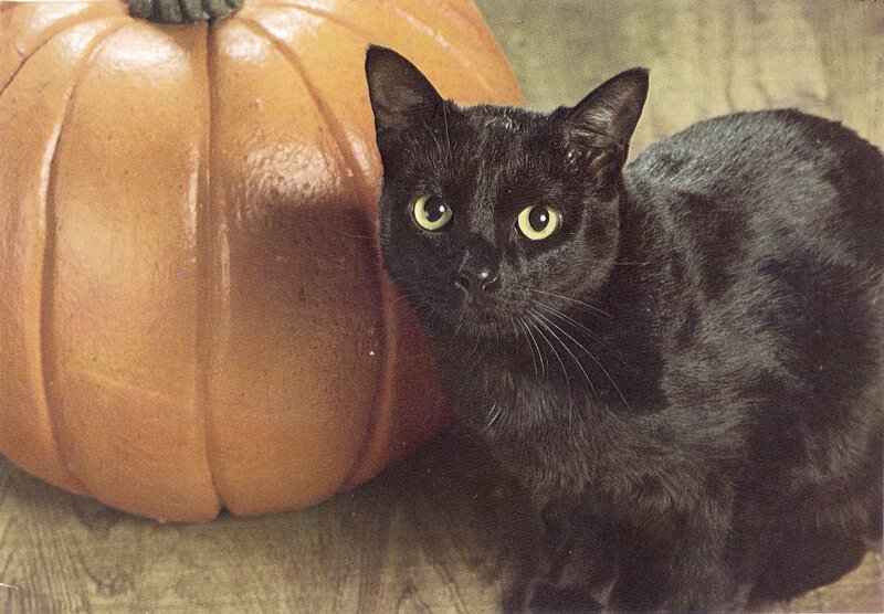 Black Cat Next to Pumpkin