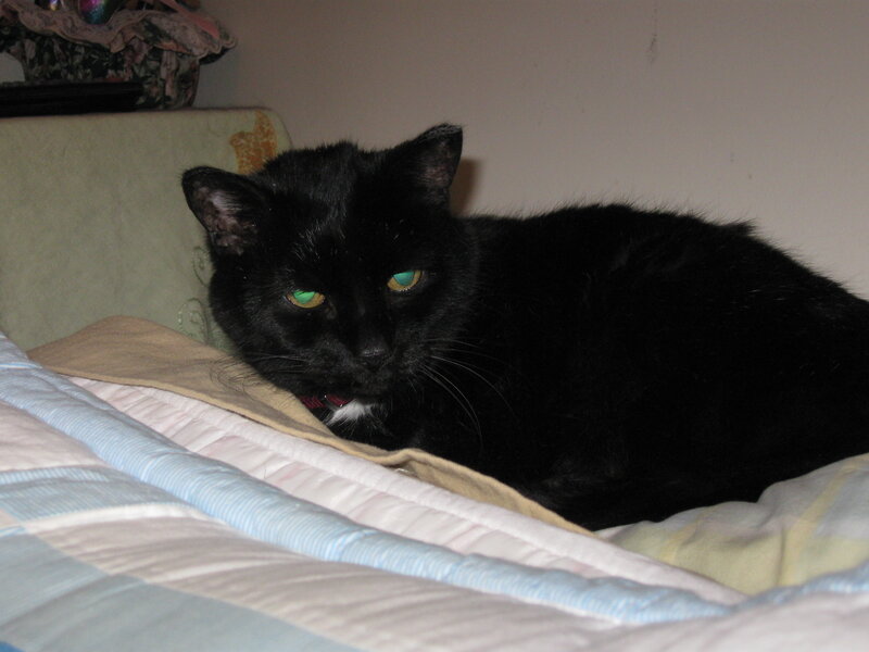 black cat on a bed