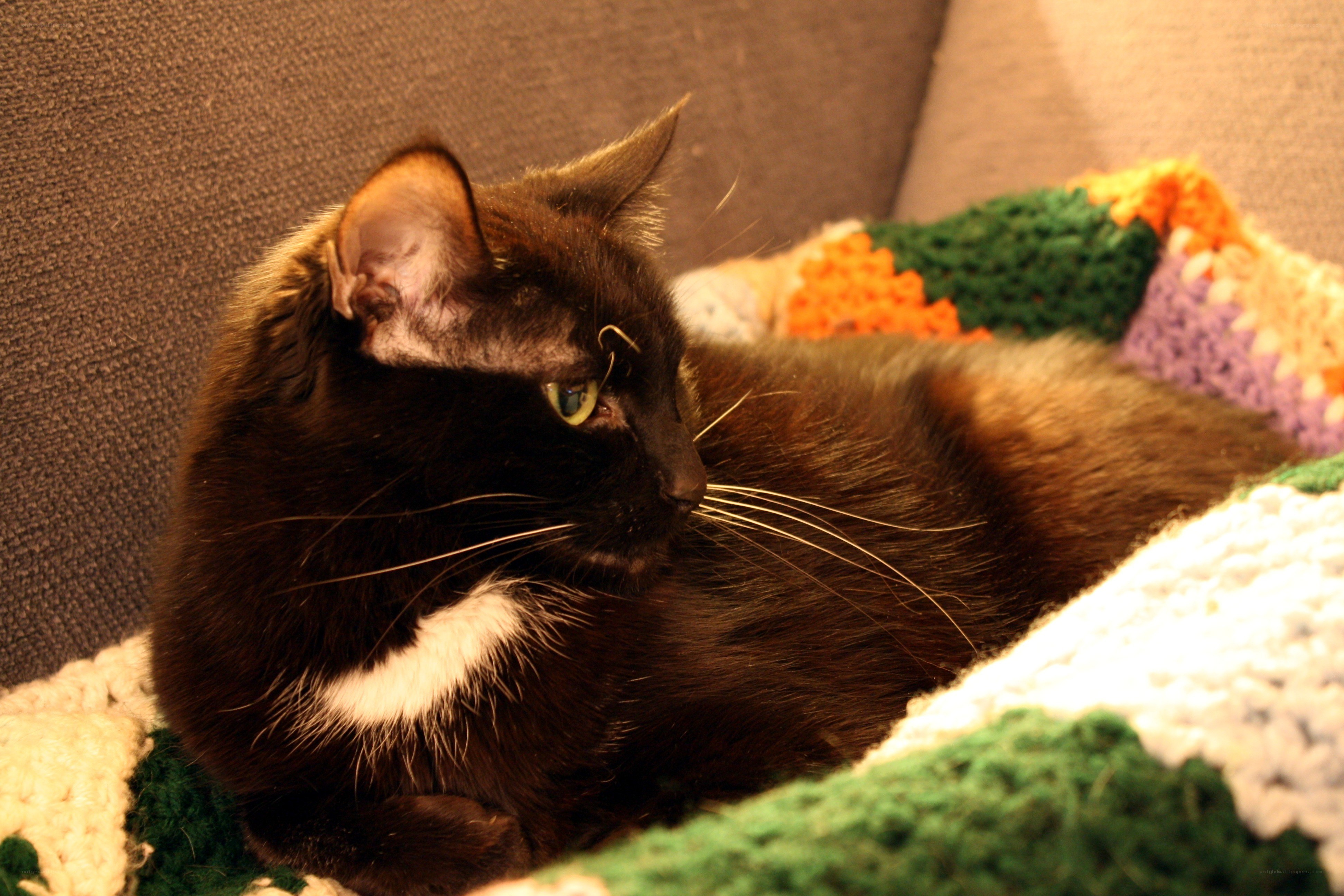 black cat on a blanket
