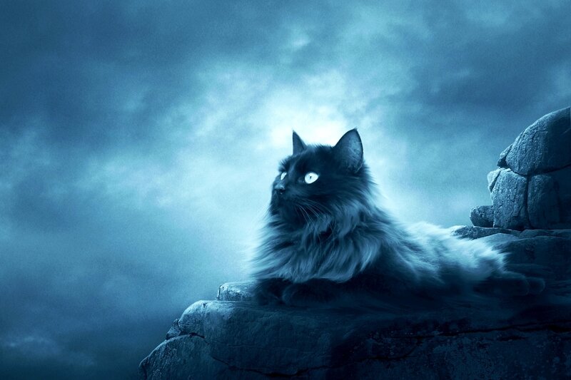 black cat on a cliff