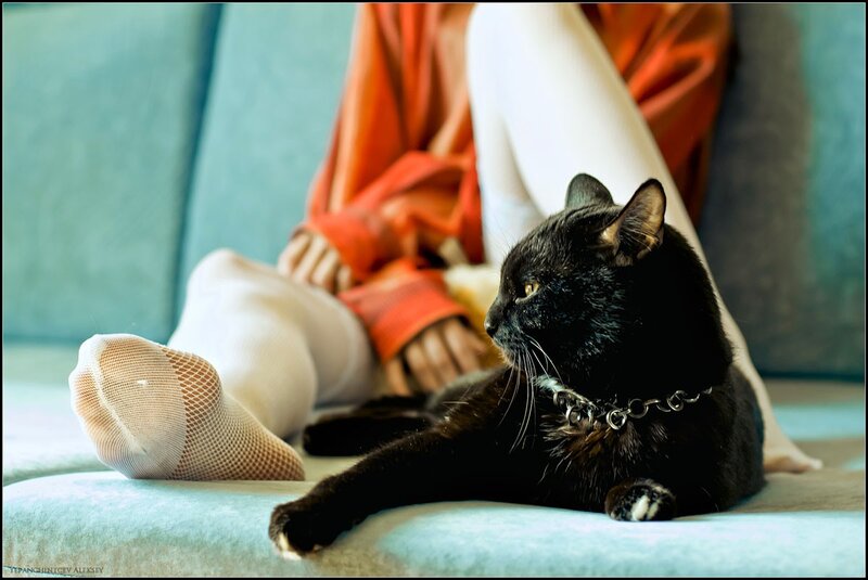 black cat on a couch
