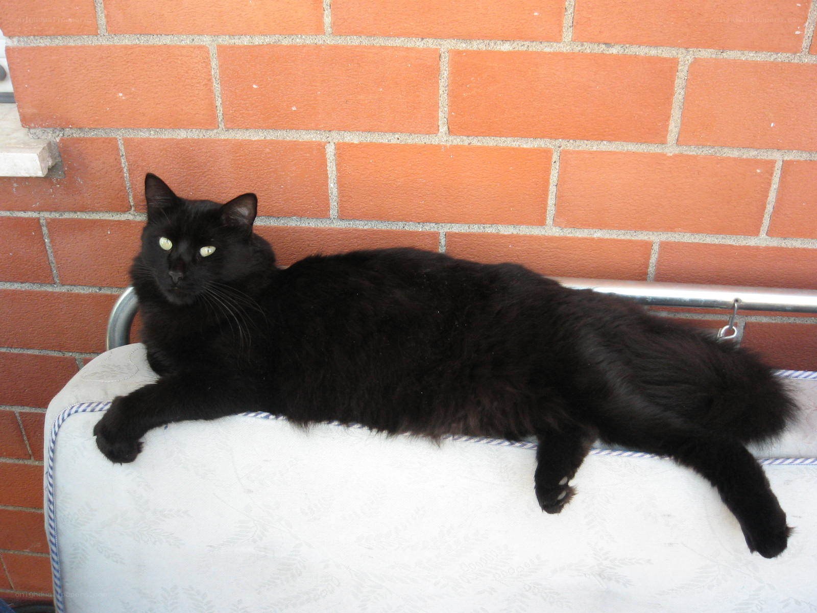 Black cat on a cushion