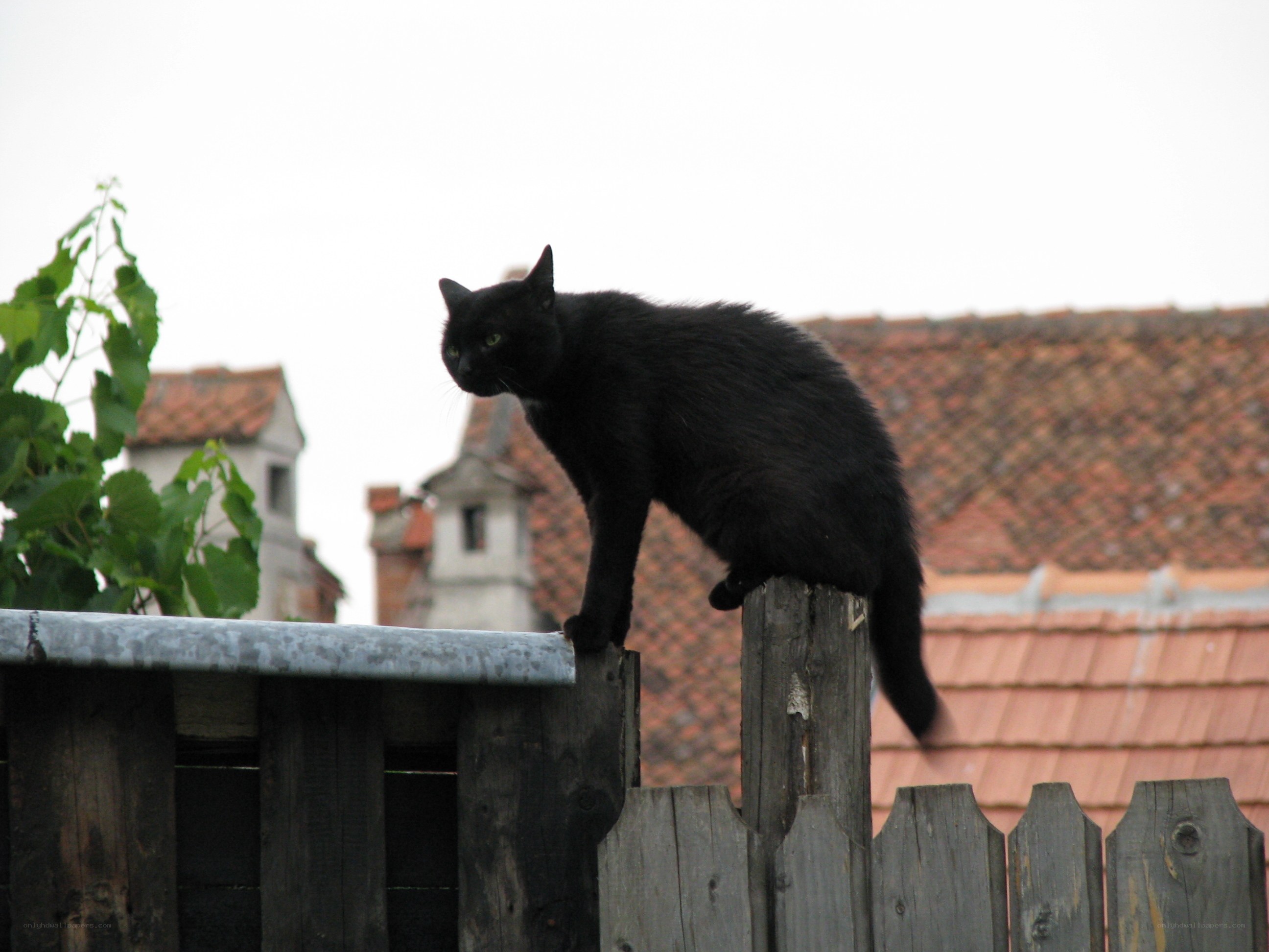 Black cat on a fence