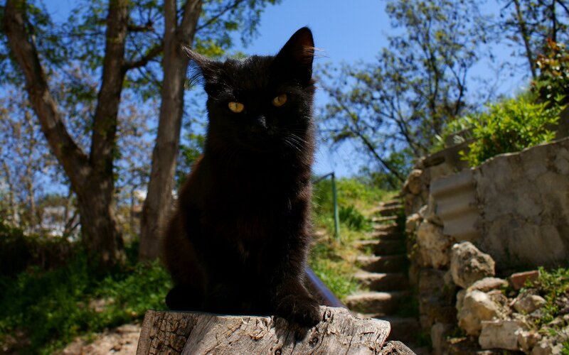 black cat on a log