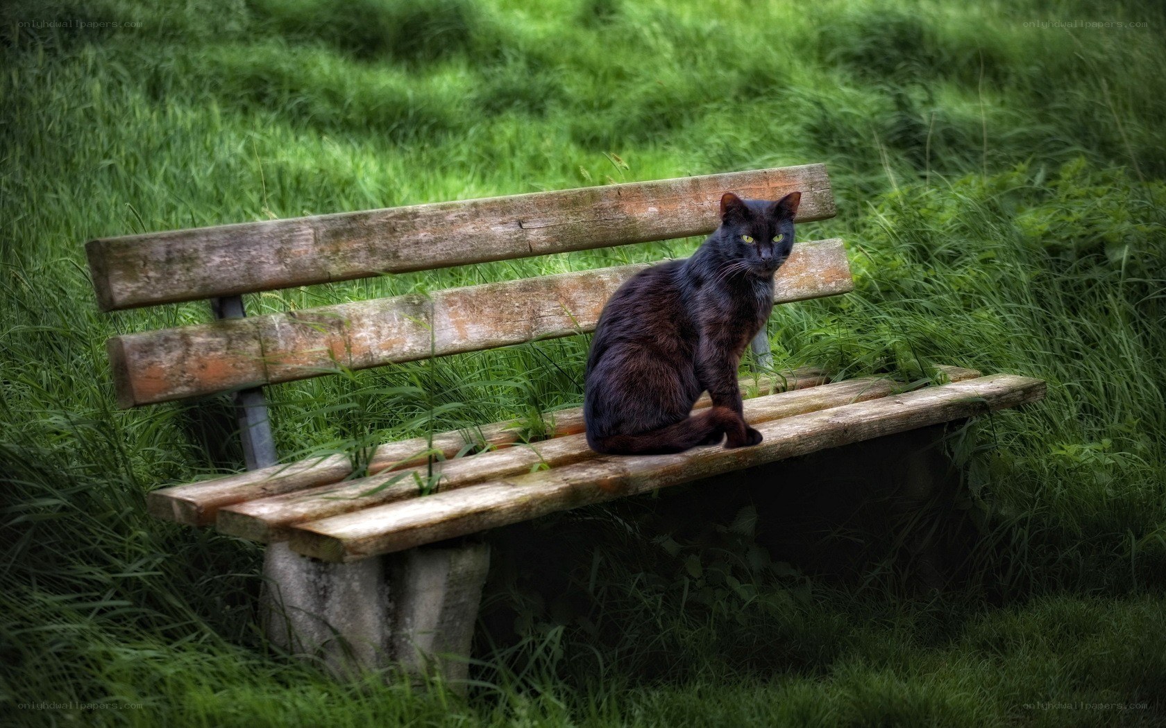 Black cat on a park bench