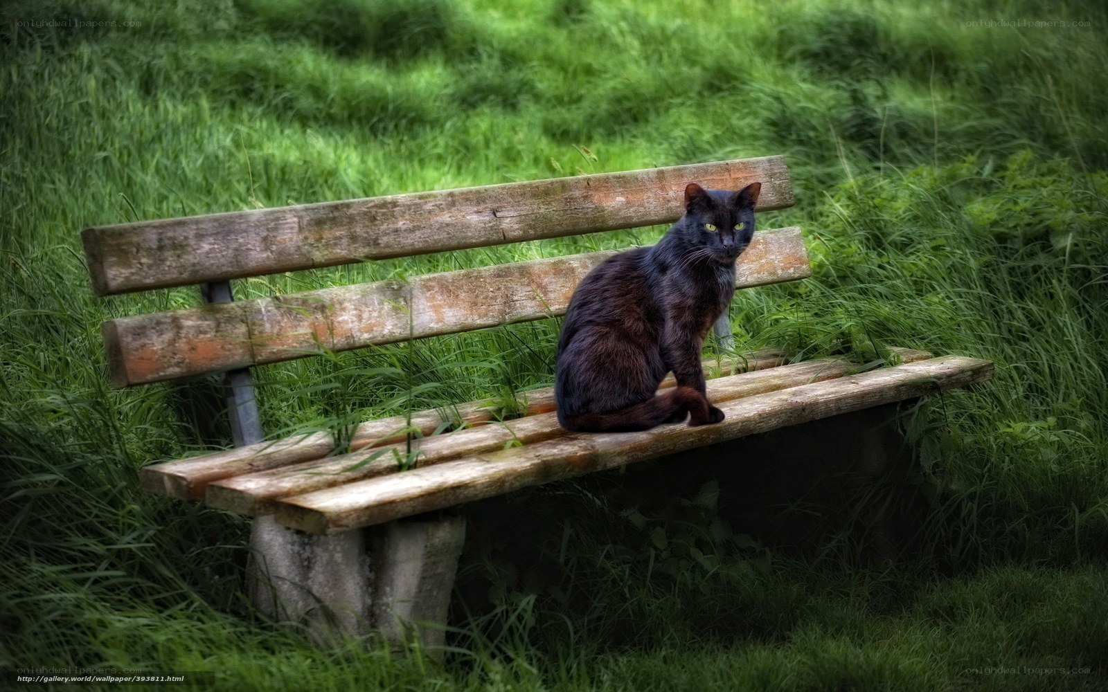 Black cat on a park bench